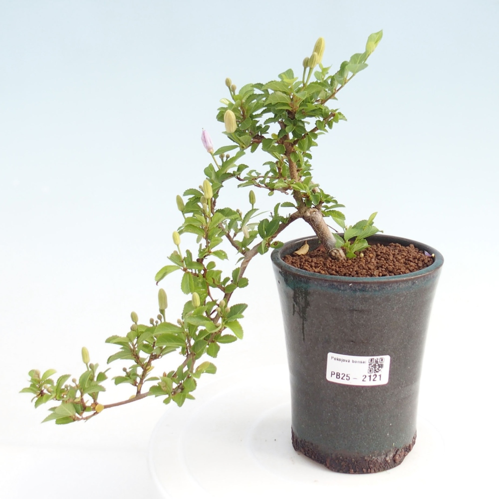 Izbová bonsai - Grewia occidentalis - Hviezdica levanduľová