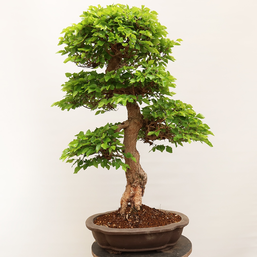 Vonkajší bonsai -Carpinus Coreana - Hrab kórejský