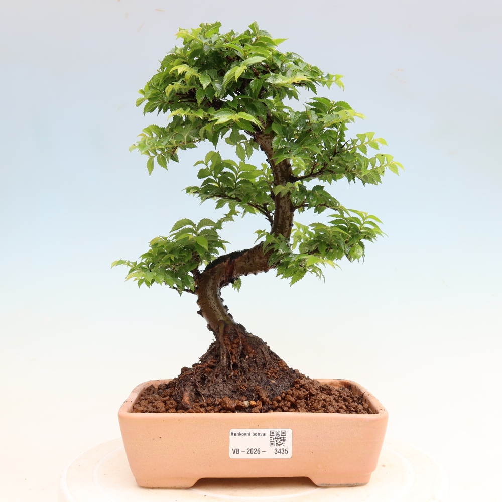 Vonkajší bonsai – Ulmus Jacqueline Hillier – javor krásny