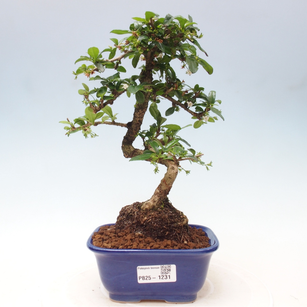 Izbová bonsai - Carmona macrophylla - Čaj fuki
