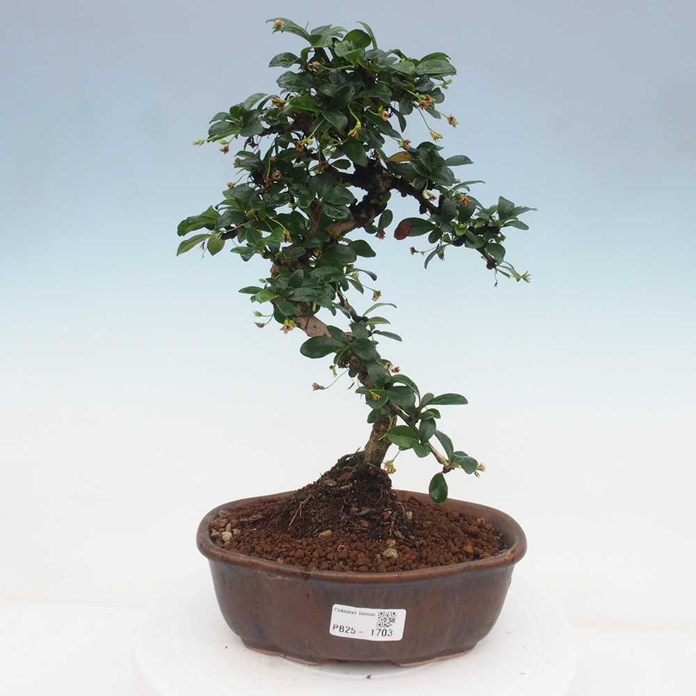 Izbová bonsai - Carmona macrophylla - Čaj fuki