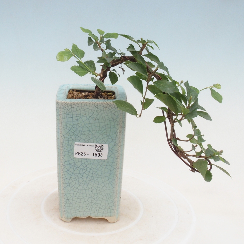 Izbová bonsai - Grewia occidentalis - Hviezdica levanduľová