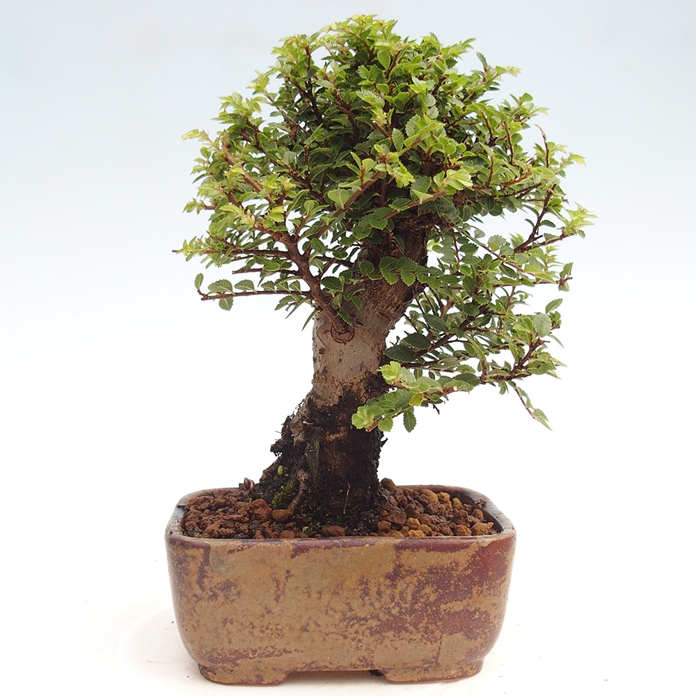 Vonkajší bonsai - Ulmus parvifolia Hokkaido - brest Čínsky