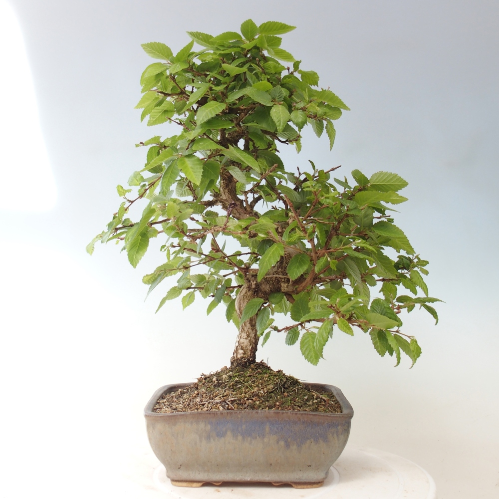 Vonkajšie bonsaje -Carpinus CARPINOIDES - Hrab kórejský