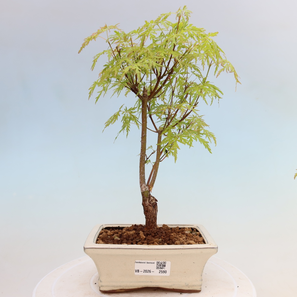 Vonkajší bonsai – Acer palmatum Dissectum – javor dlaňolistý 