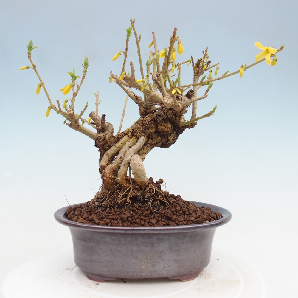Vonkajšie bonsaje - Zlatice - Forsythia koreana