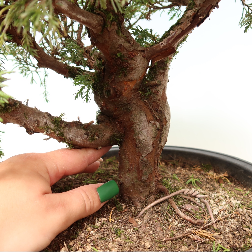 Vonkajší bonsai – Juniperus chinensis Itoigawa – čínsky jalovec