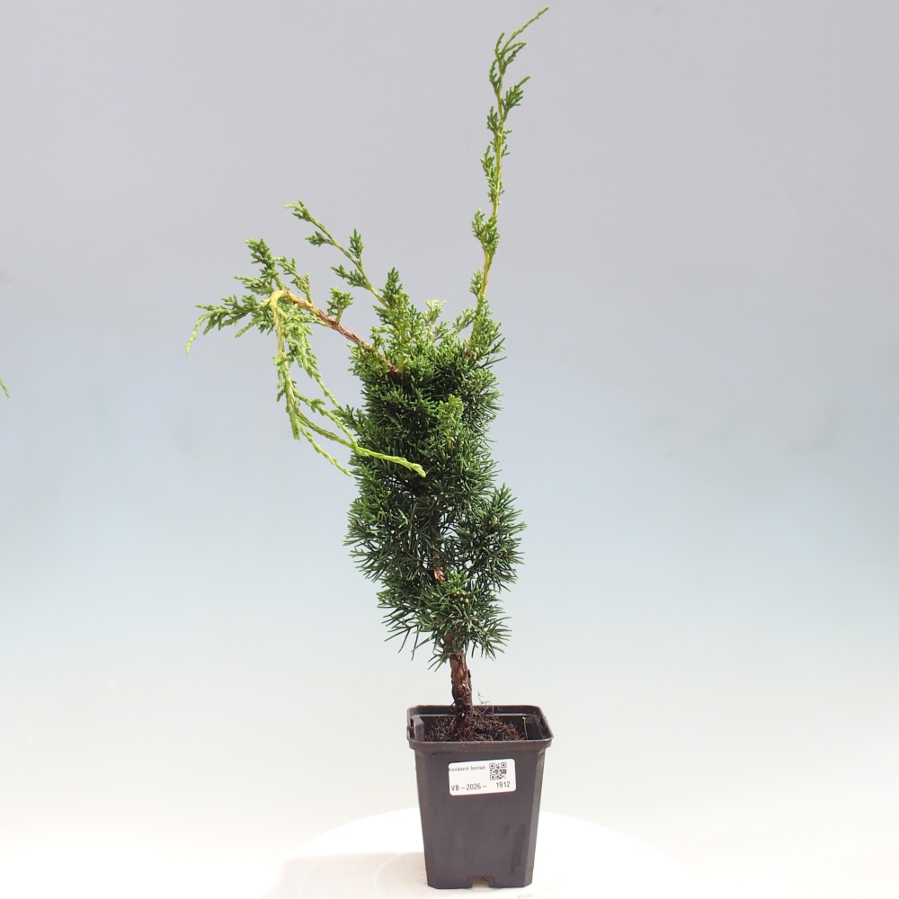 Vonkajší bonsaj - Juniperus chinensis Kishu
