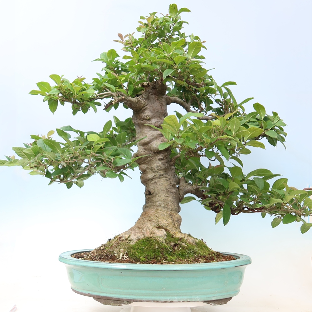Vonkajší bonsai – Ilex serrata – cesmína pílkovitá