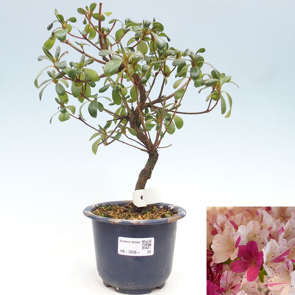 Vonkajší bonsaj - Japonská azalka - Azalka Kaminoyamakirin