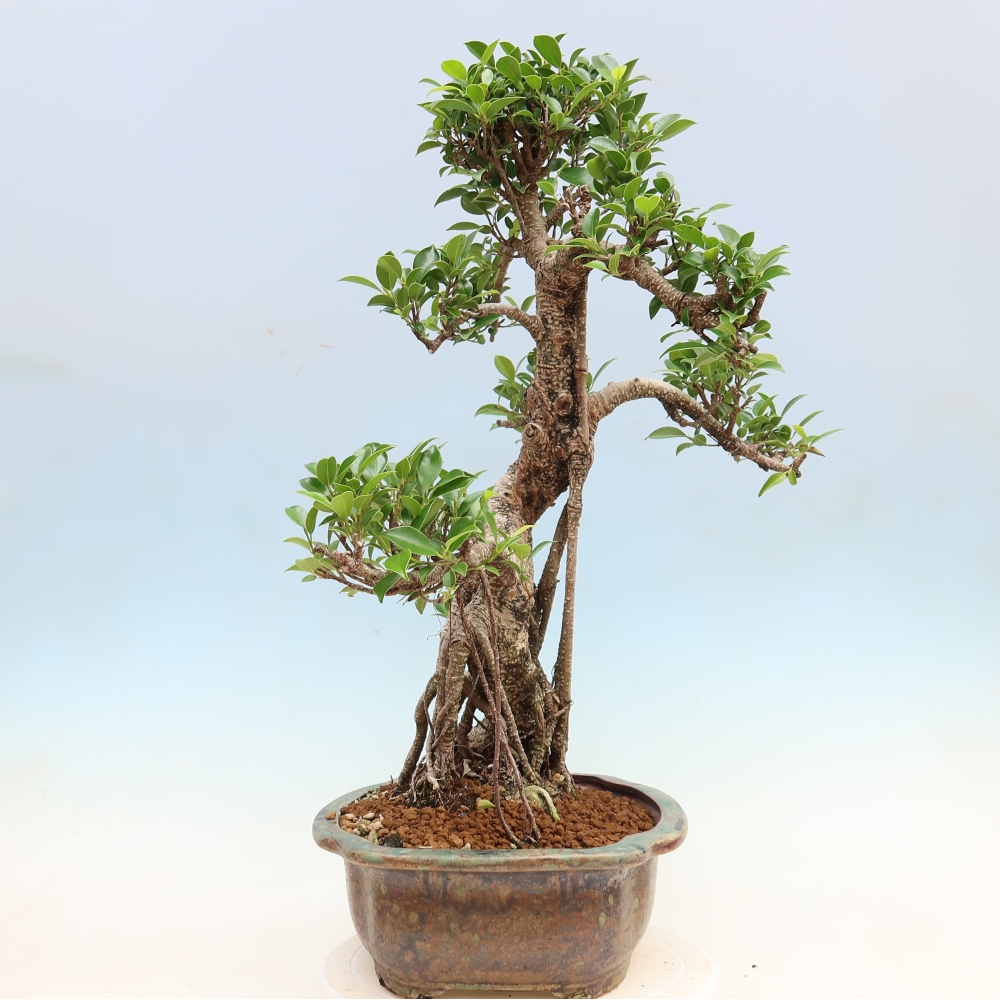Izbové bonsaje - Ficus kimmen - drobnolistý fikus