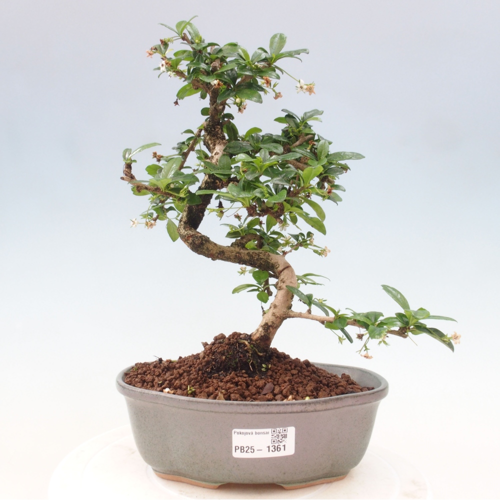 Izbová bonsai - Carmona macrophylla - Čaj fuki