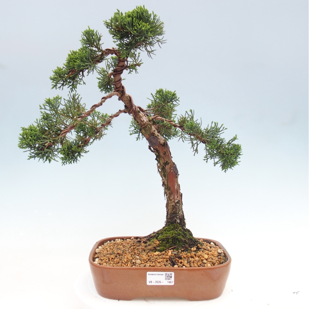 Vonkajší bonsaj - Juniperus chinensis Kishu