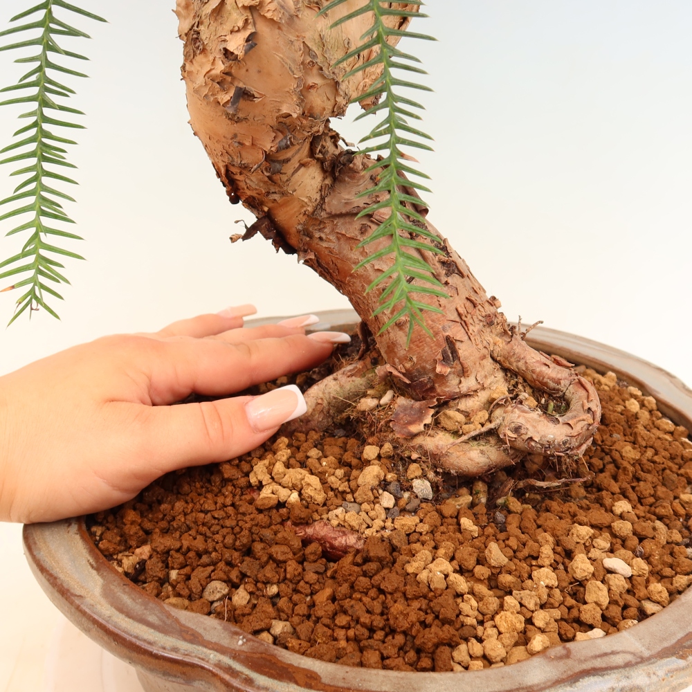 Izba bonsai – Araukária – izba smreček