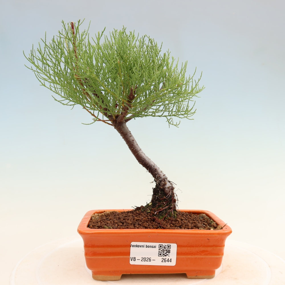Vonkajšie bonsaje – Tamaryšek – Tamarix