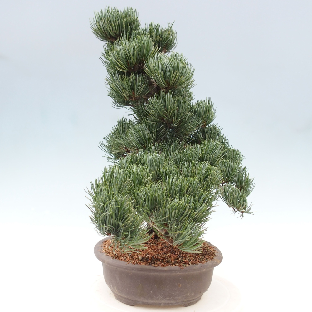 Vonkajšie bonsai - Pinus parviflora - Borovica drobnokvetá