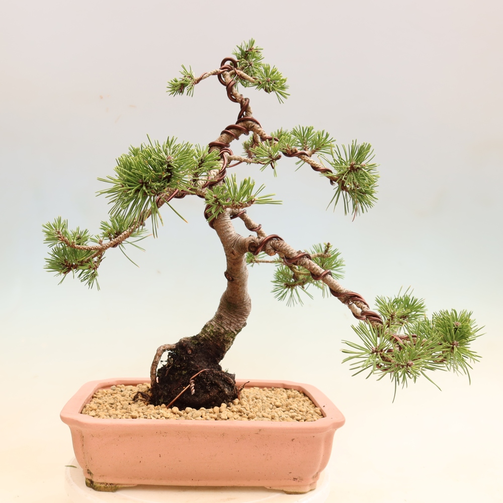 Vonkajšie bonsaje – Pinus mugo Humpy – borovica krivá