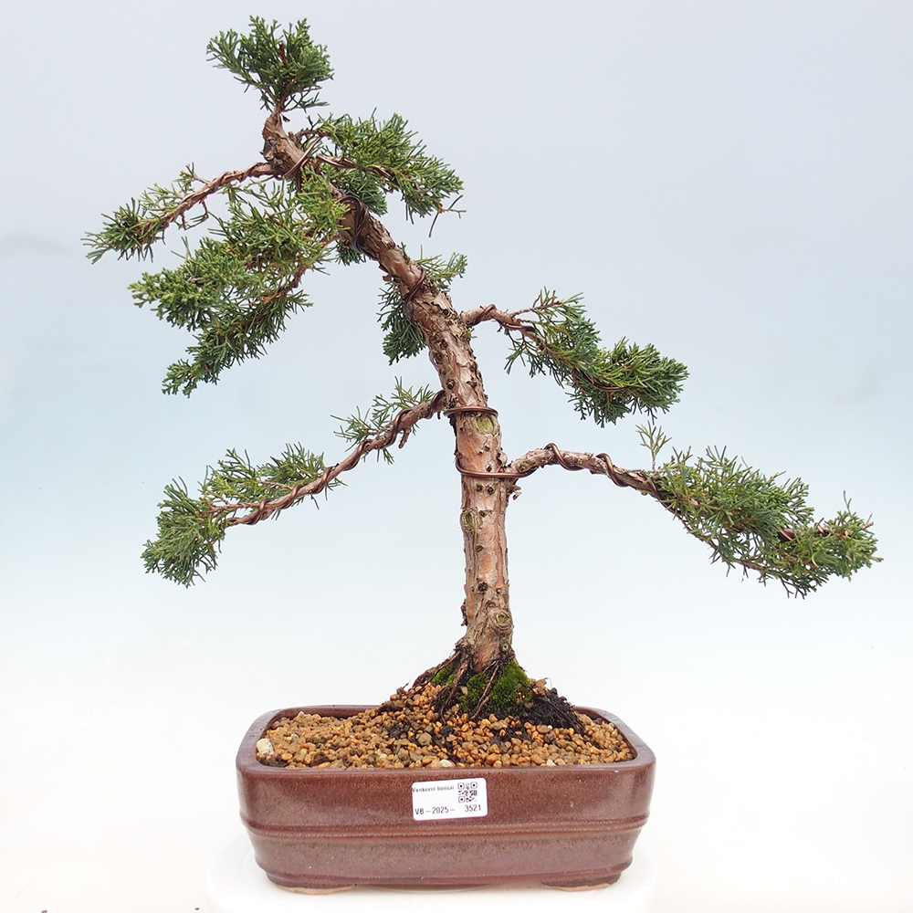 Vonkajší bonsaj - Juniperus chinensis Kishu