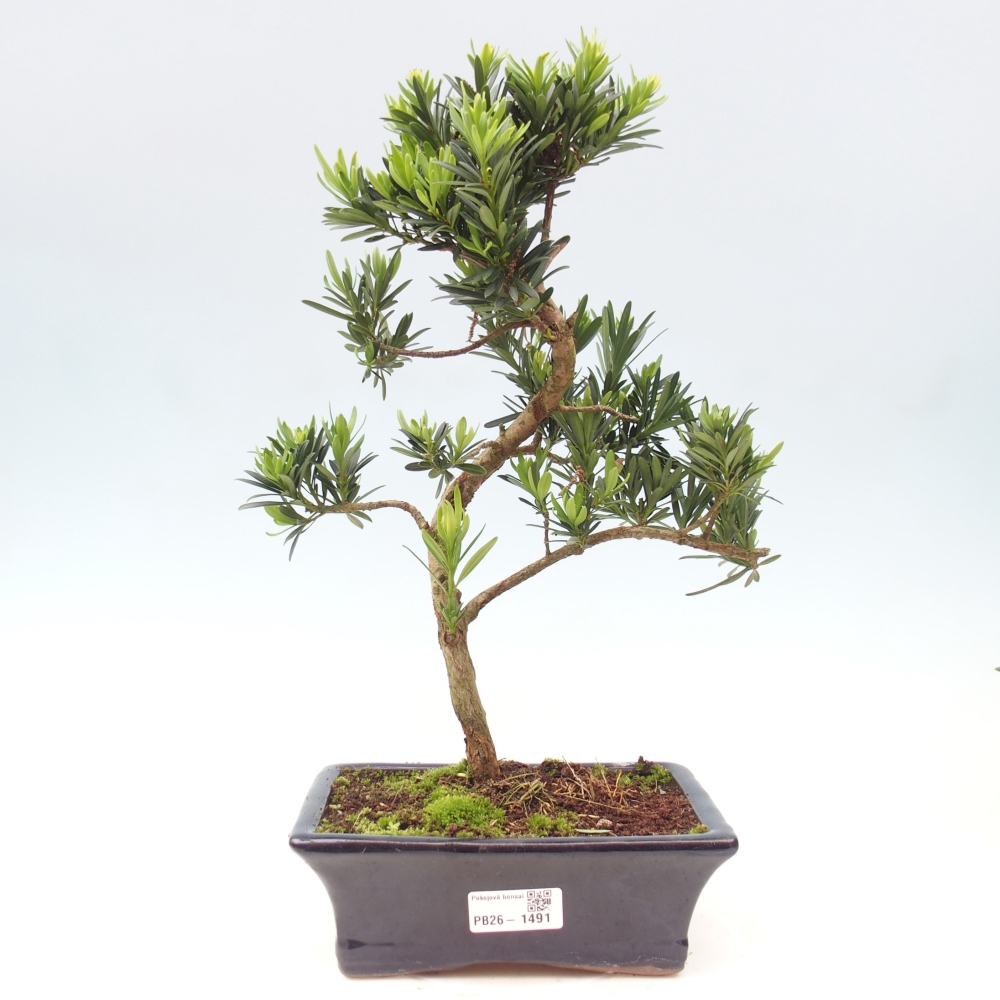Izbové bonsaje - Podocarpus - Kamenný tis