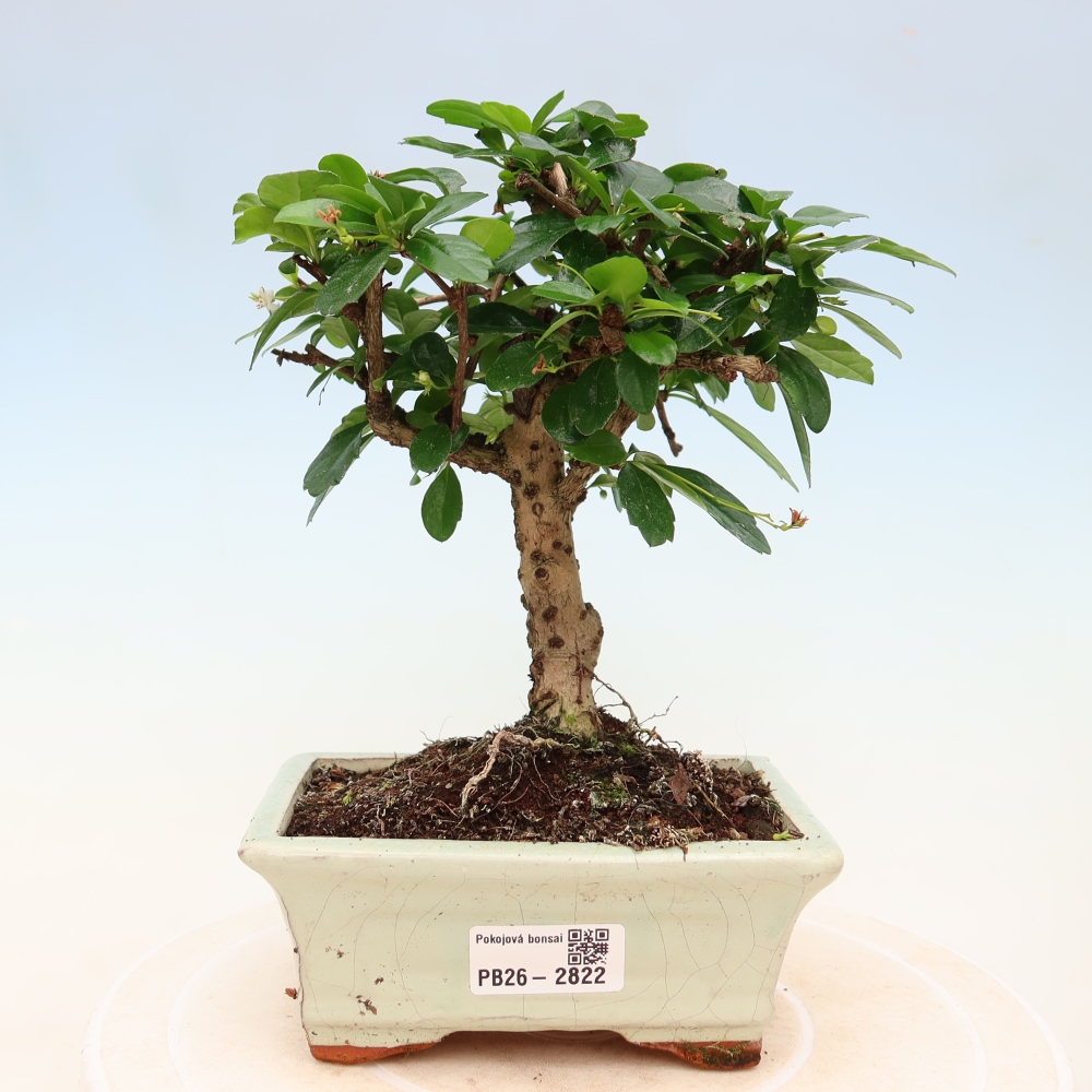 Izbové bonsaje - Carmona macrophylla - Tea fuki