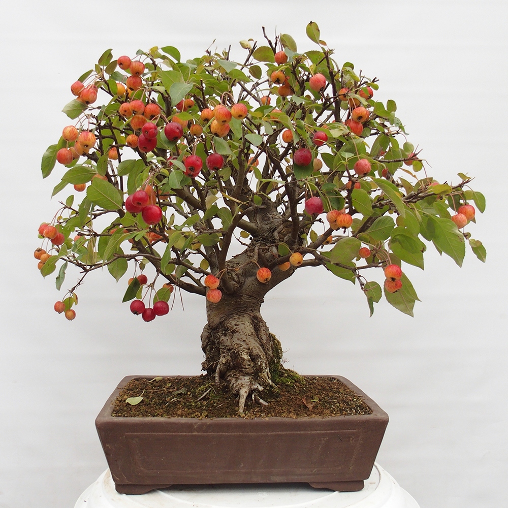 Vonkajší bonsai -Malus halliana - Maloplodá jabloň