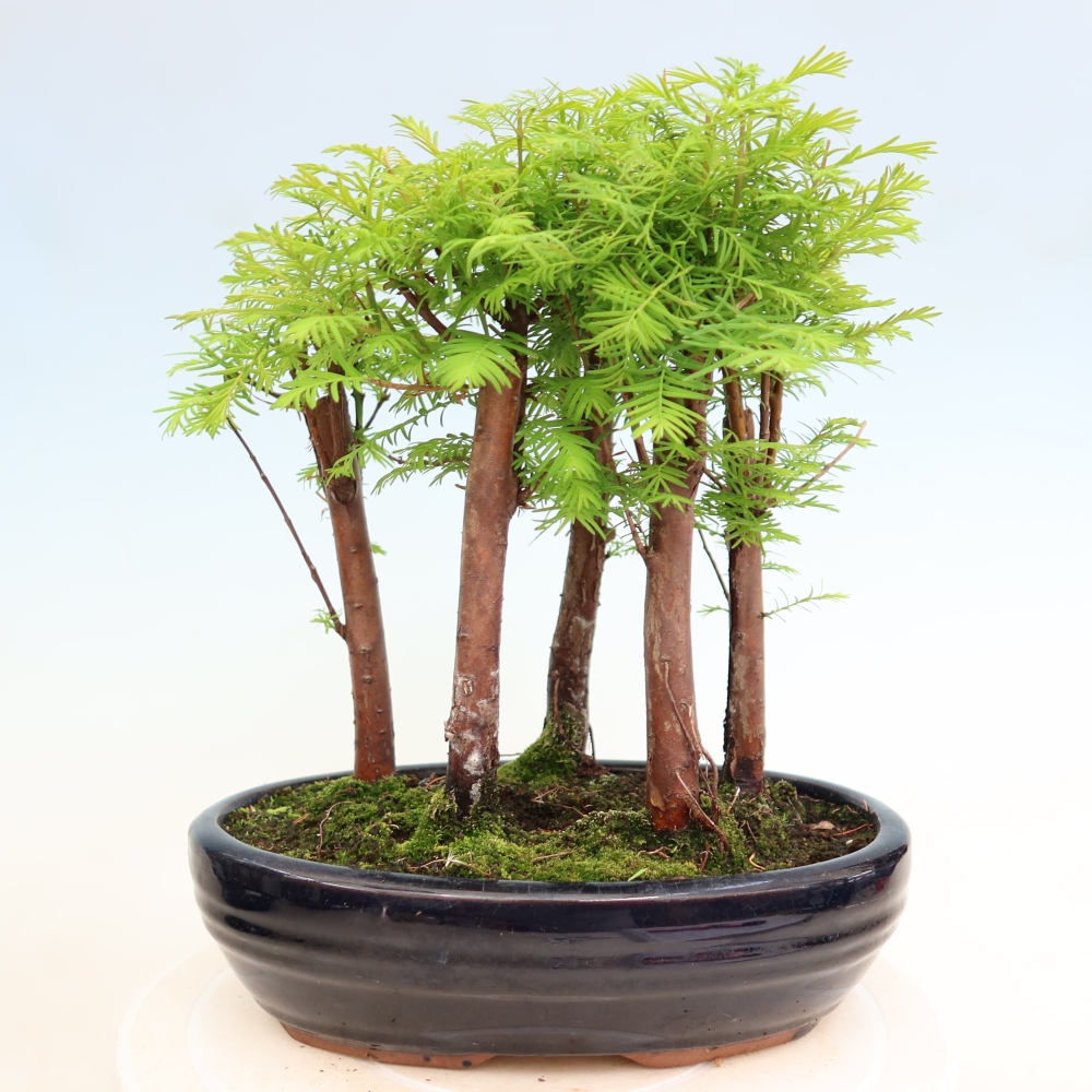 Vonkajší bonsai – Metasequoia glyptostroboides – čínska metasekvoja – hájik