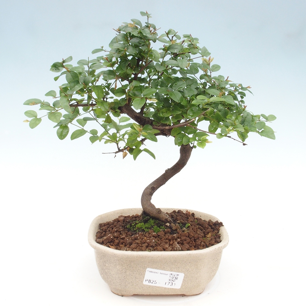 Izbová bonsai - Sagerécie thea - Sagerécie thea