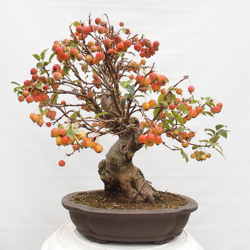 Vonkajší bonsai -Malus halliana - Maloplodá jabloň