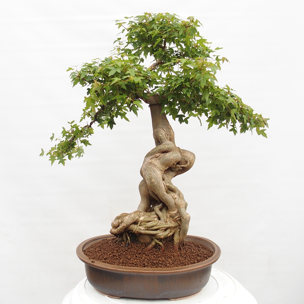 Vonkajšie bonsai - Javor Buergerianum - Javor Burgerův