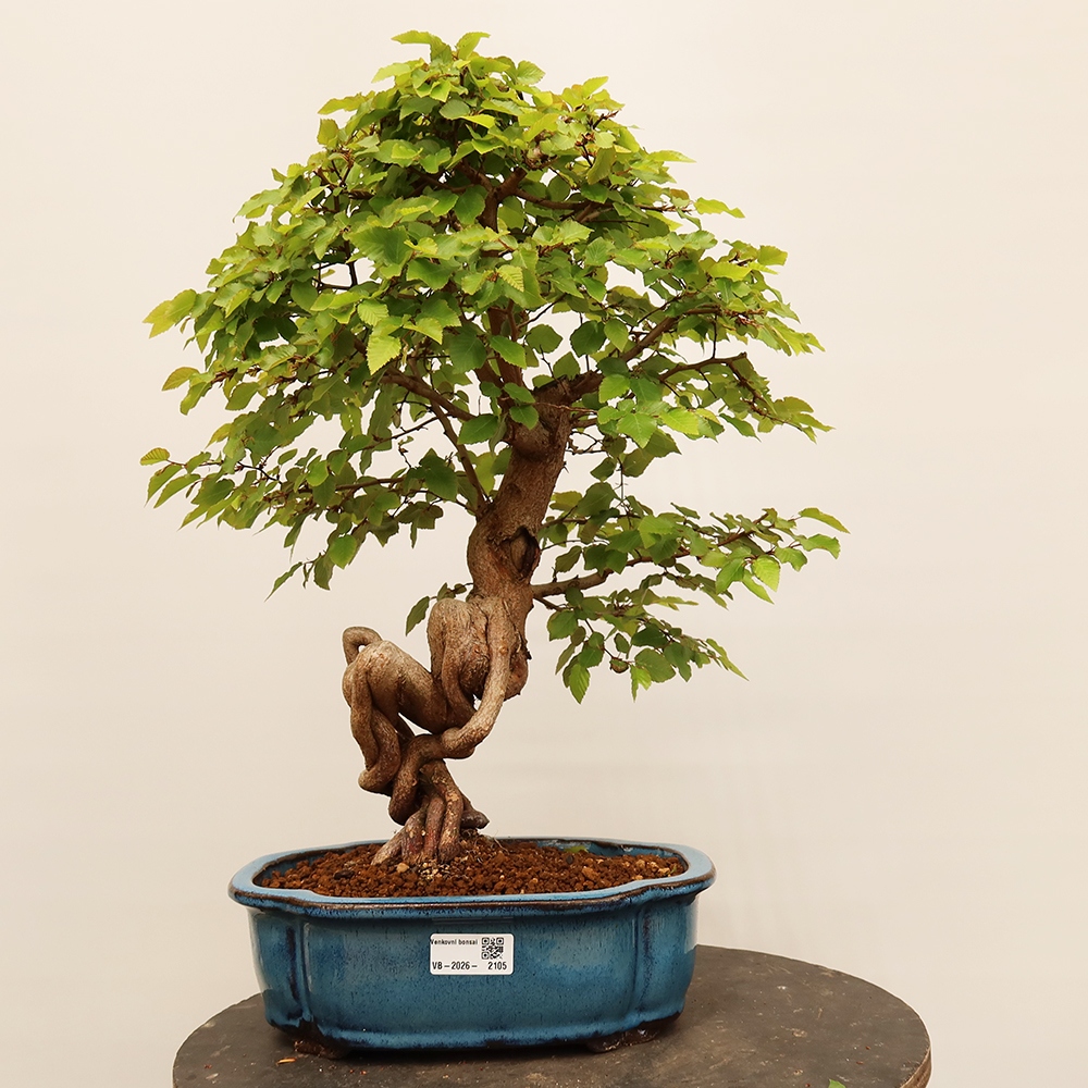 Vonkajší bonsai -Carpinus Coreana - Hrab kórejský