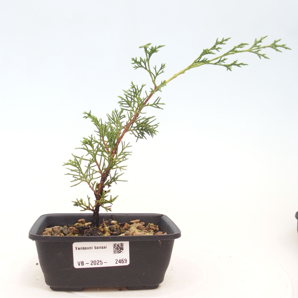 Vonkajší bonsai - Juniperus chinensis Itoigawa -Jalovec čínsky