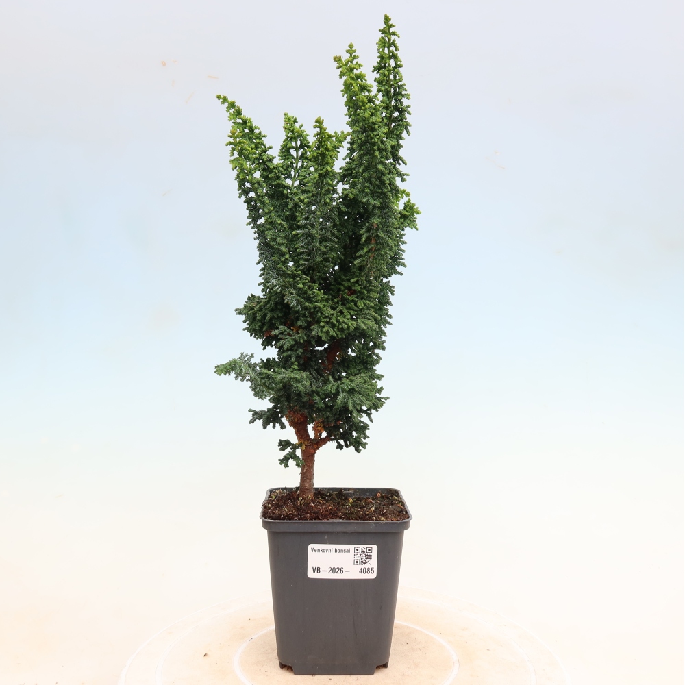 Vonkajší bonsaj - Cham. obtusa SEKKA HINOKI - Cypruštek