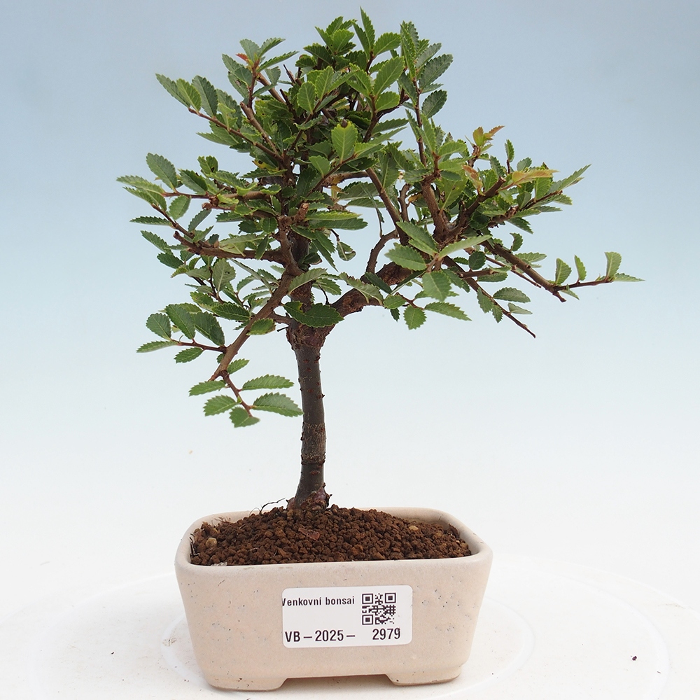Vonkajší bonsai - Ulmus parvifolia Sagei - Malolistý brest