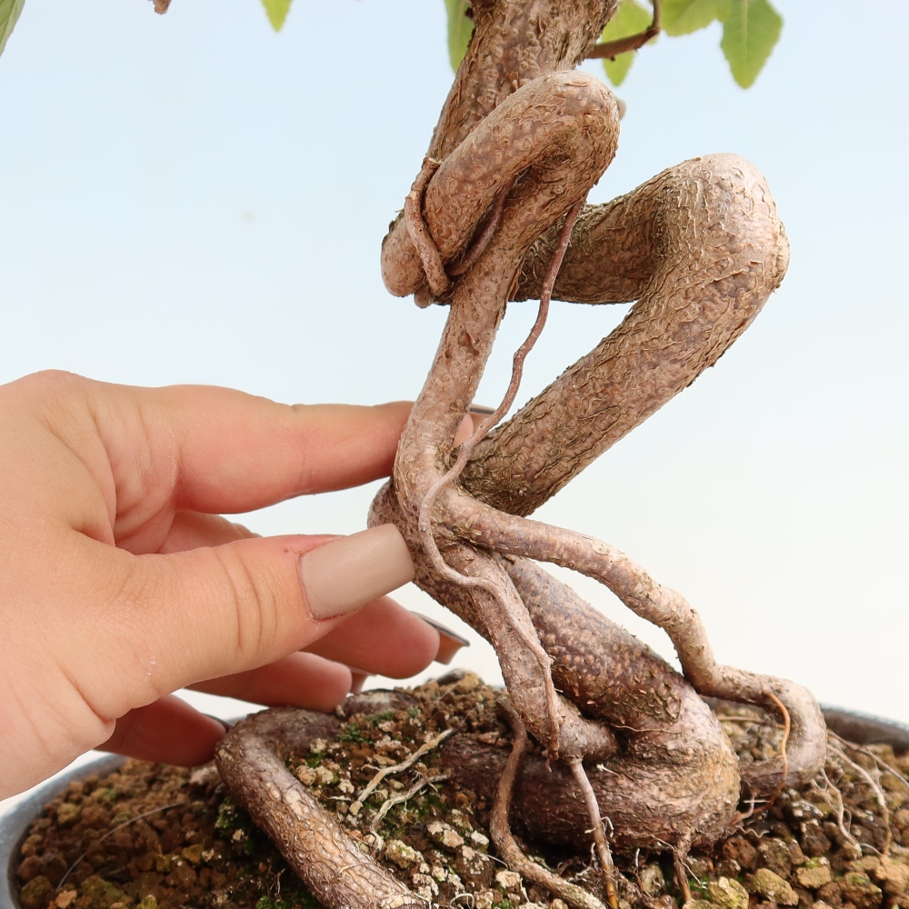Vonkajšie bonsaje -Carpinus CARPINOIDES - Hrab kórejský
