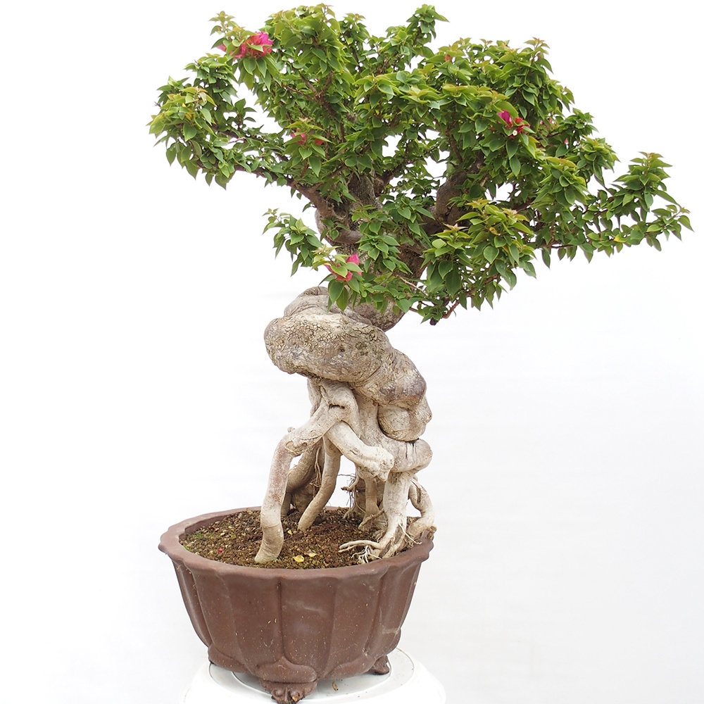 Izbová bonsai - Bouganwilea
