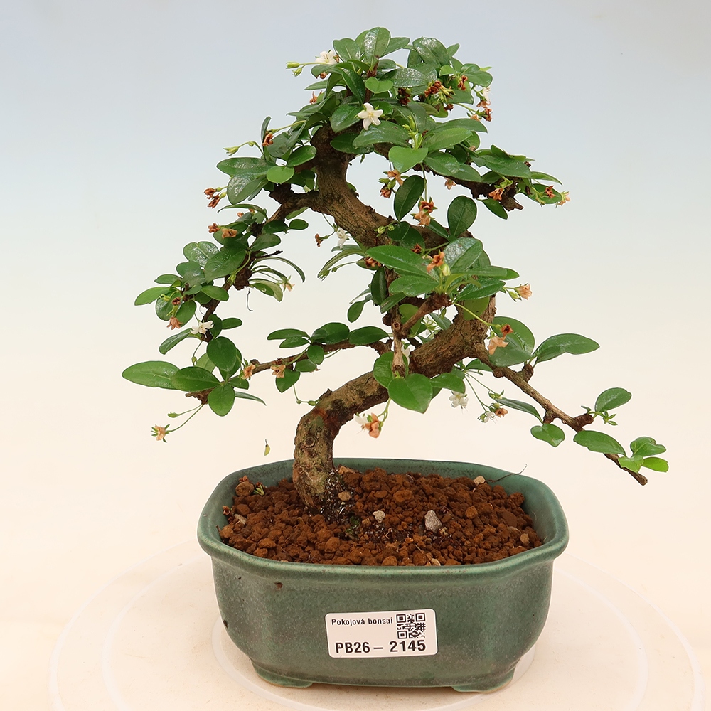 Izbové bonsaje - Carmona macrophylla - Tea fuki