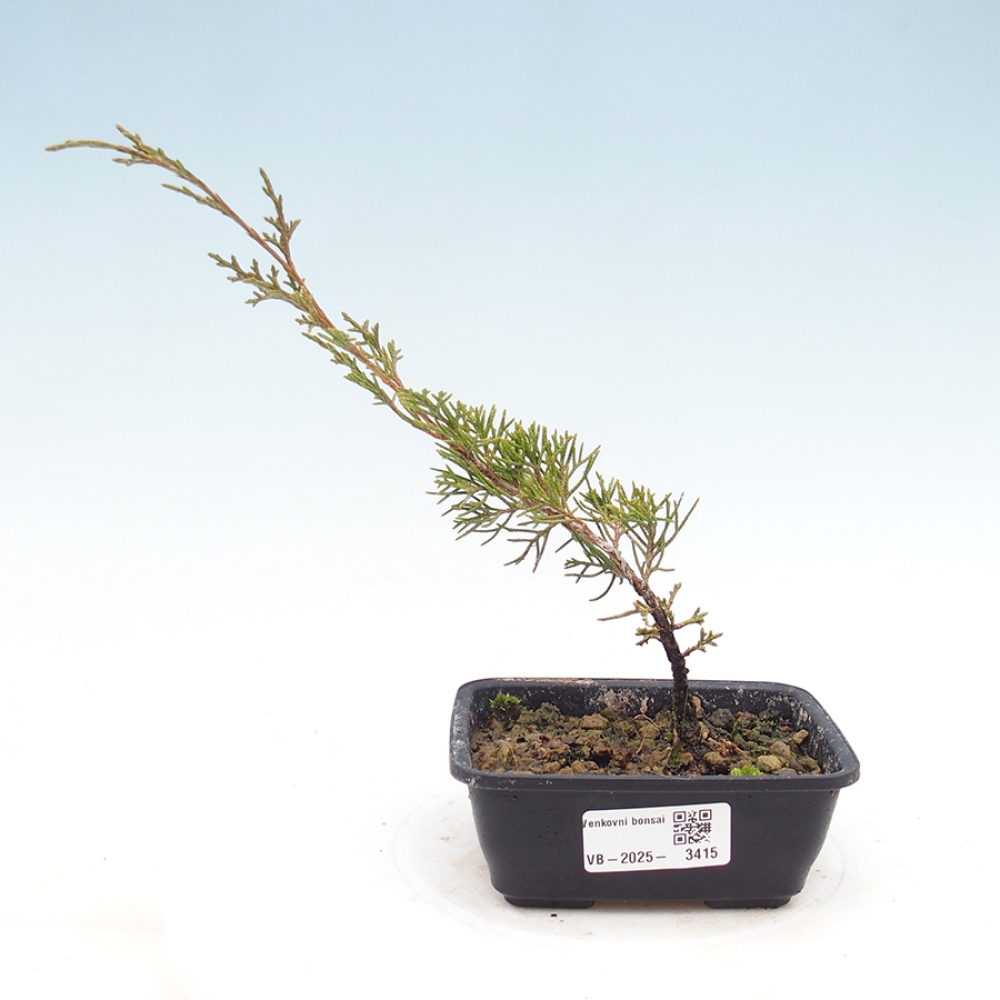 Vonkajší bonsaj - Juniperus chinensis Itoigawa
