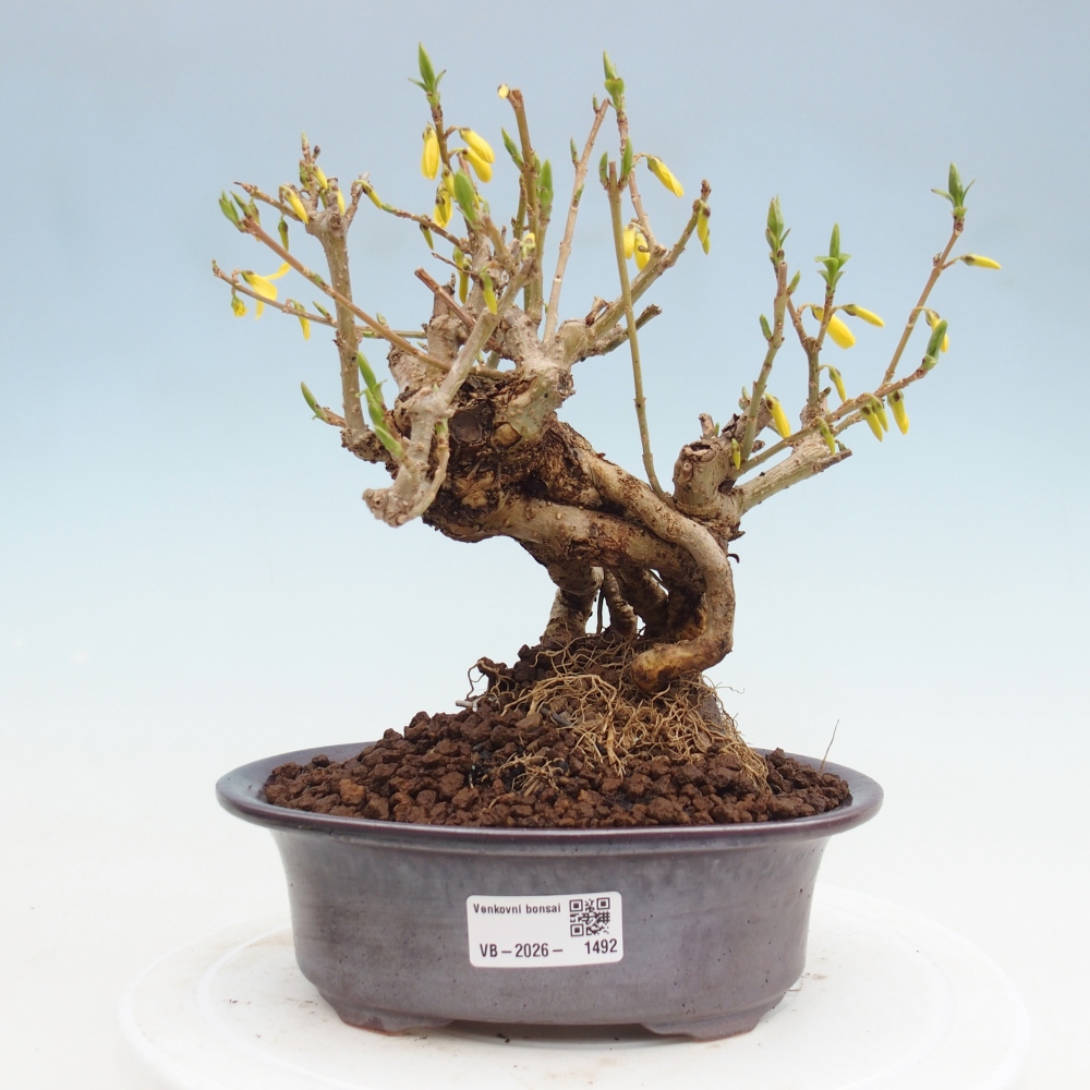Vonkajšie bonsaje - Zlatice - Forsythia koreana