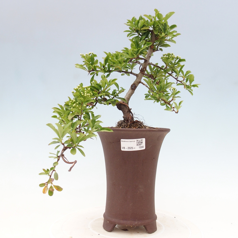 Vonkajšia bonsai-Pyracanta Teton -Hlohyně