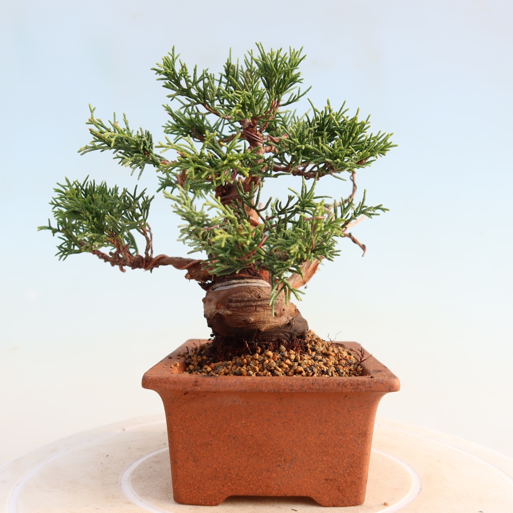 Vonkajší bonsai - Juniperus chinensis Itoigawa -Jalovec čínsky