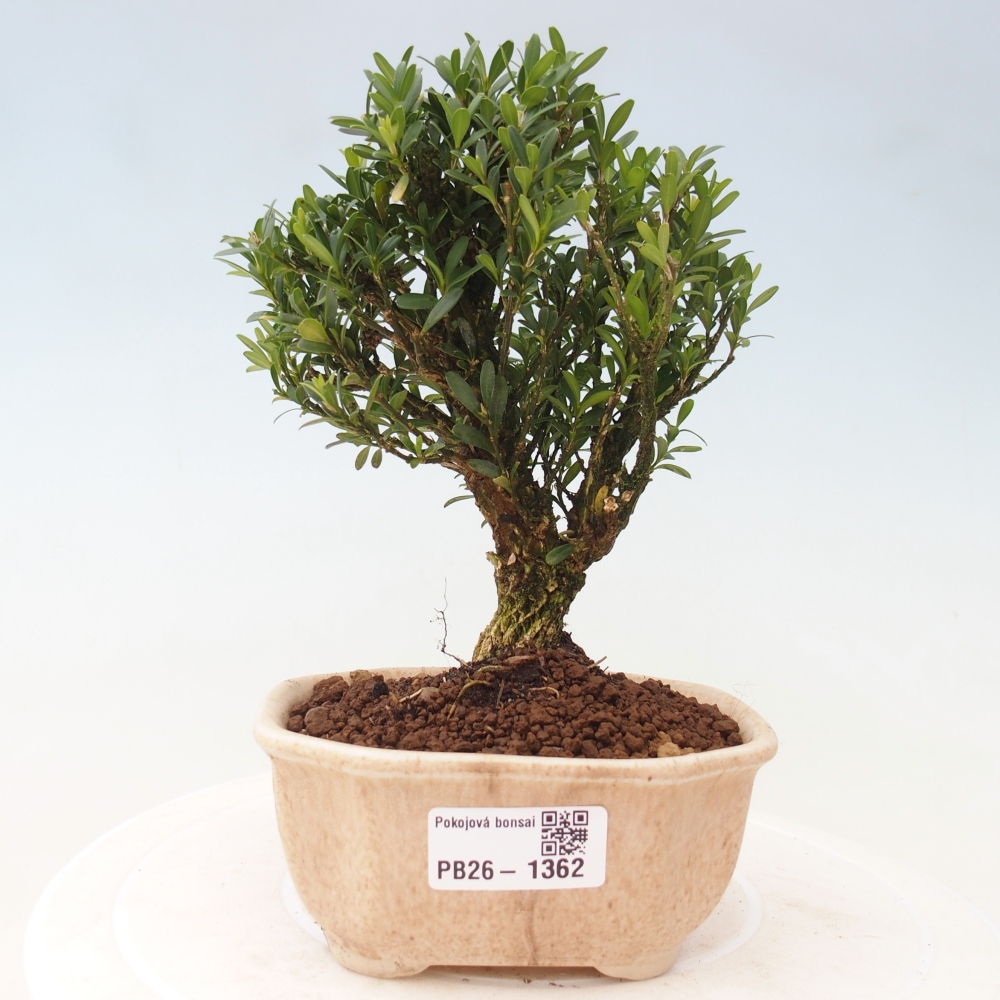 Izbové bonsaje - Buxus harlandii - korkový buxus
