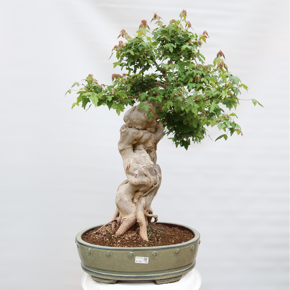 Vonkajšie bonsaje - Javor Burger - Acer Burgerianum