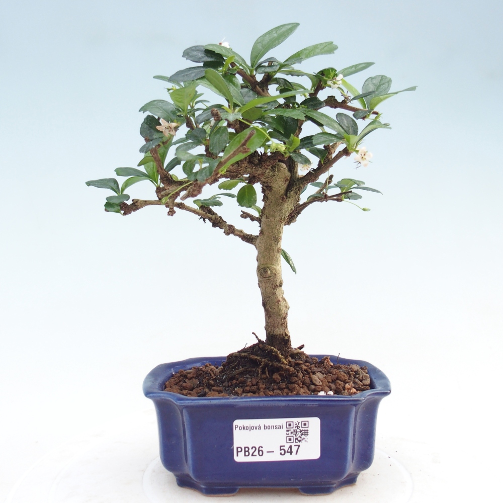 Izbová bonsai - Carmona macrophylla - Čaj fuki
