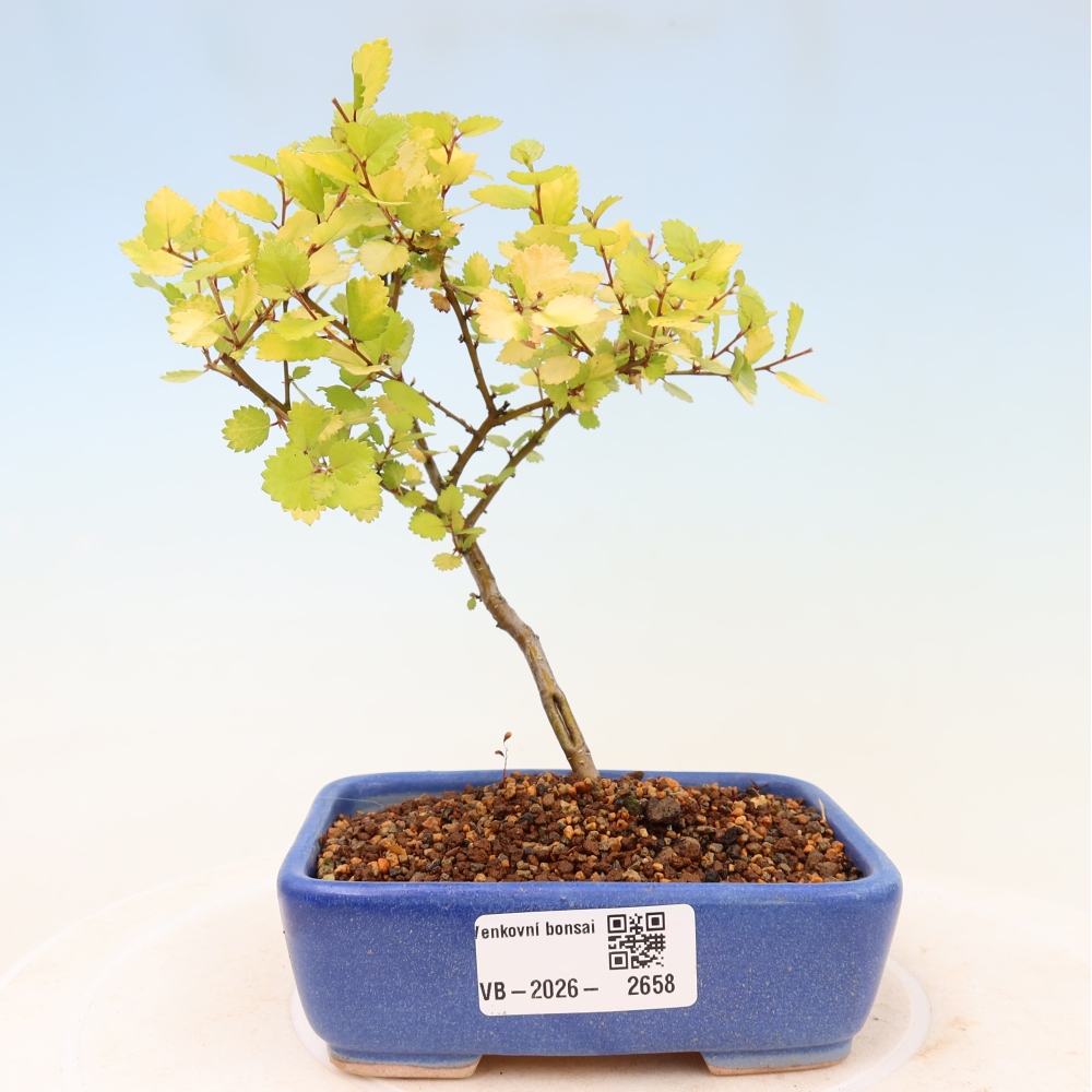 Vonkajší bonsai – trpasličia breza – Betula NANA Golden Treasure