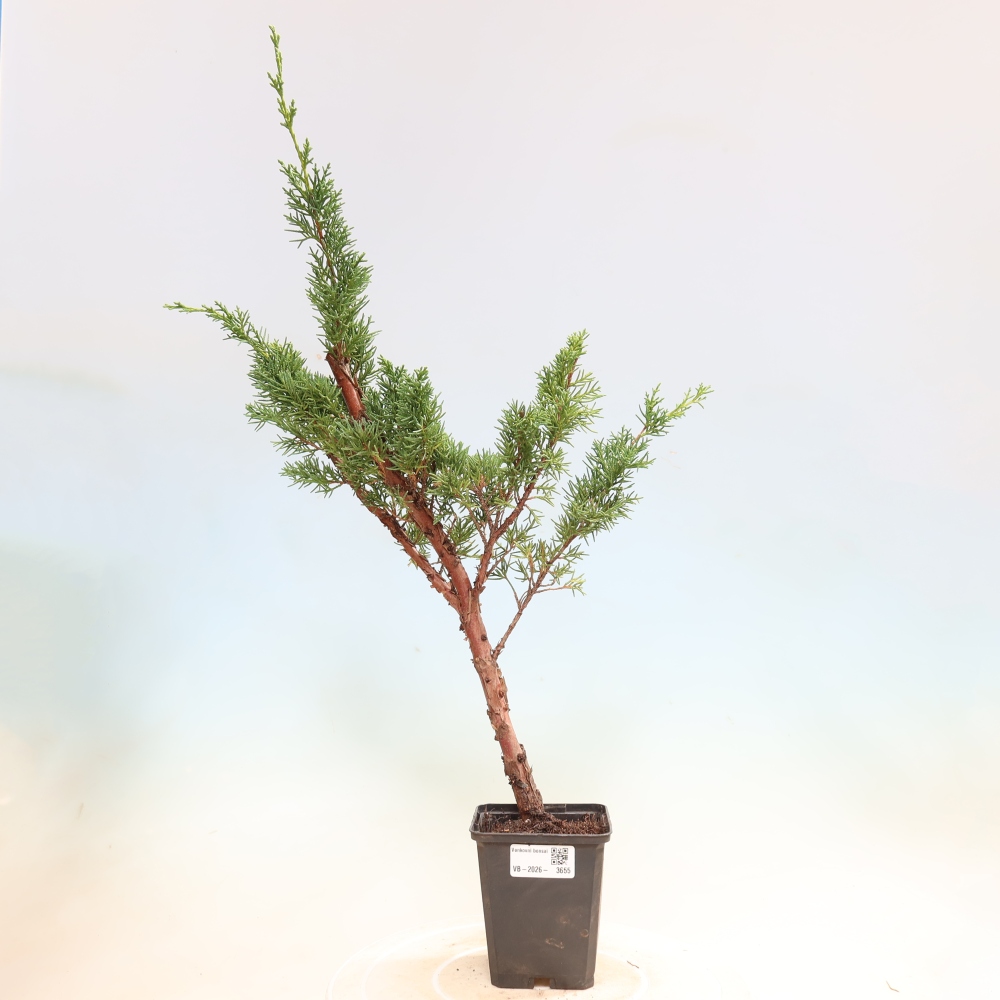 Vonkajší bonsaj - Juniperus chinensis Kishu