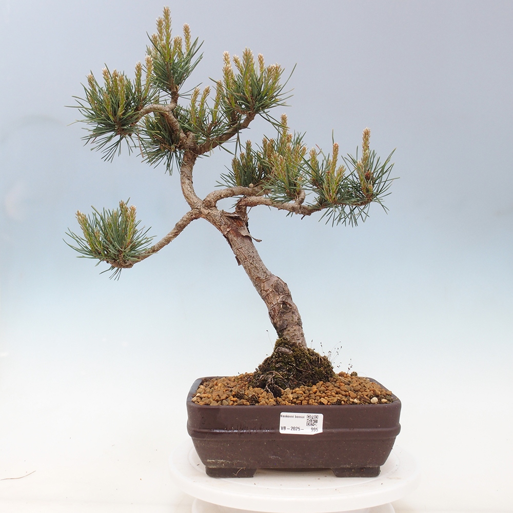 Vonkajšie bonsai - Pinus Sylvestris - Borovica lesná
