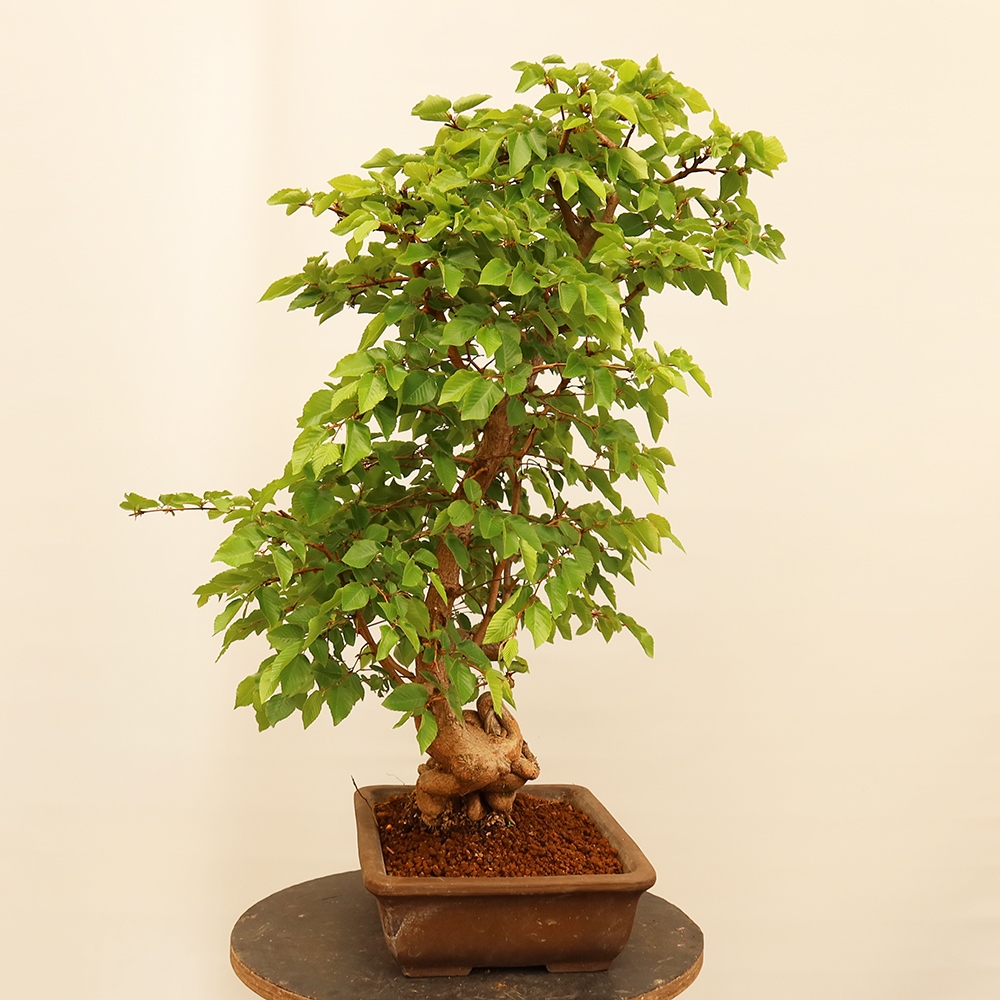 Vonkajší bonsai -Carpinus Coreana - Hrab kórejský