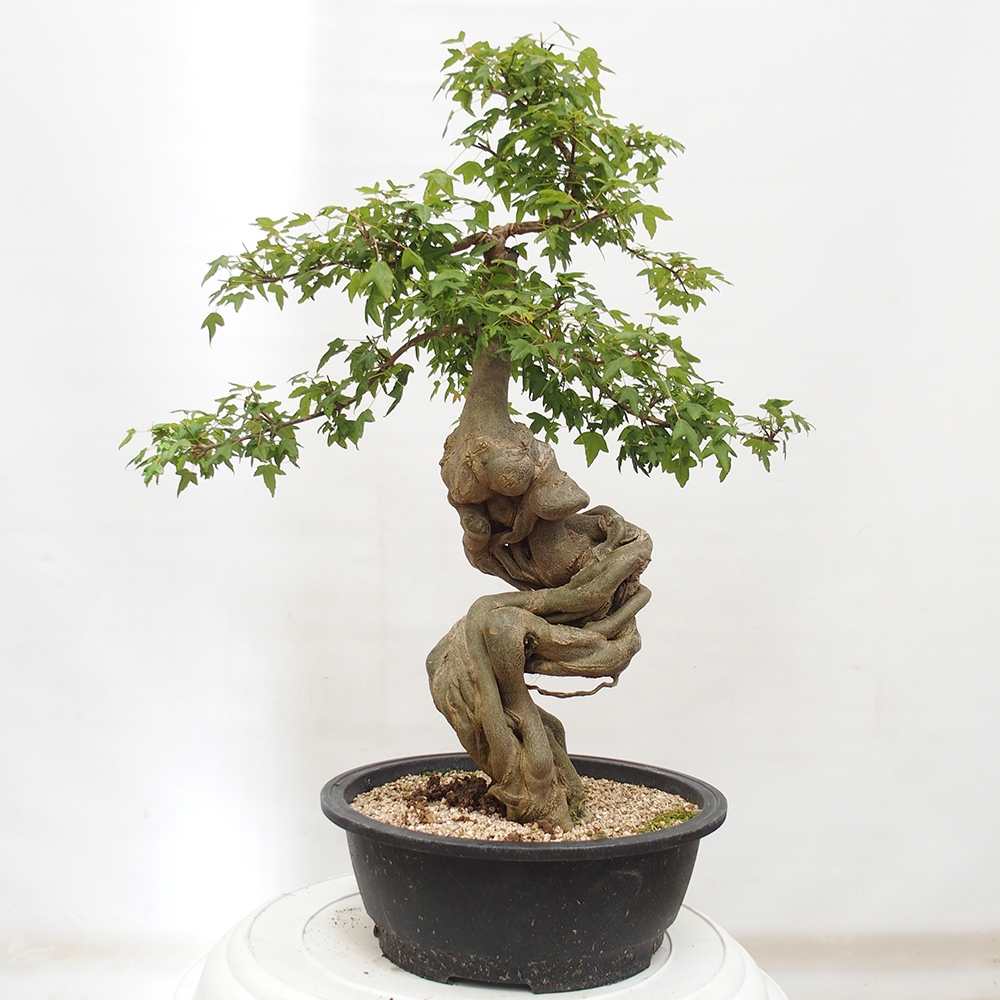 Vonkajšie bonsai - Javor Buergerianum - Javor Burgerův