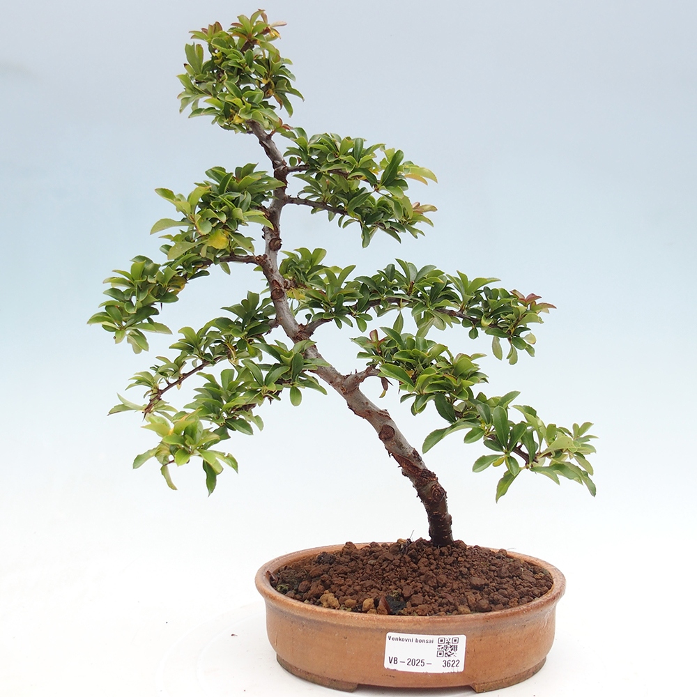 Vonkajšie bonsaje-Pyracantha Teton -Hlox