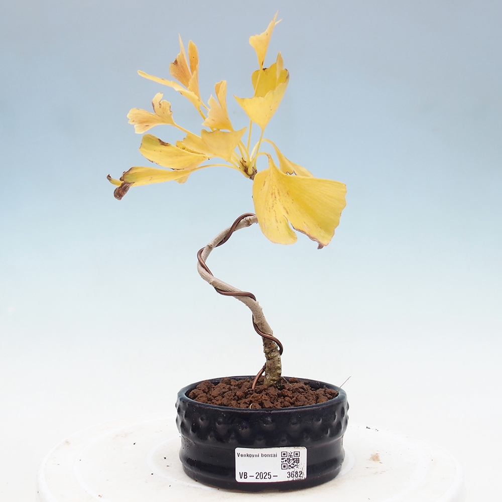 Vonkajšie bonsai - Ginko dvojlaločné - Ginkgo biloba
